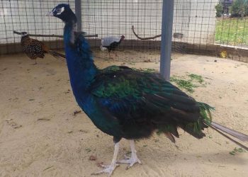 В Анапе сняли сильно ощипанного павлина