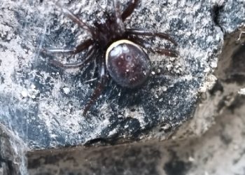 Жителей Сочи массово кусают ядовитые пауки