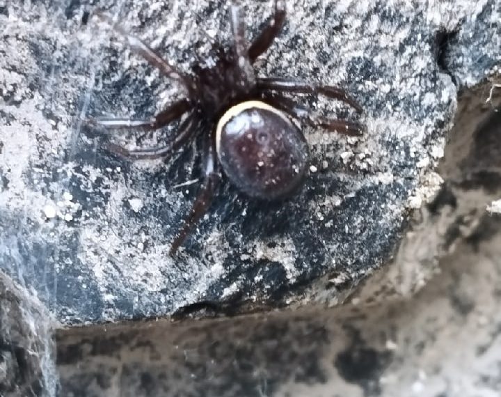 Жителей Сочи массово кусают ядовитые пауки