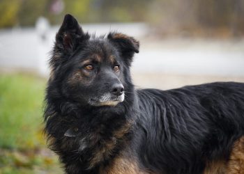 В Новороссийске Хатико две недели сидит на дороге и ждет хозяев