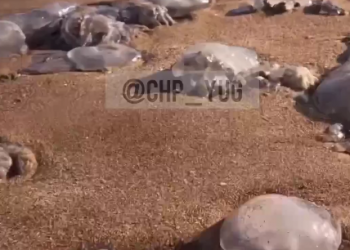 Сотни ядовитых медуз выбросило на кубанский пляж