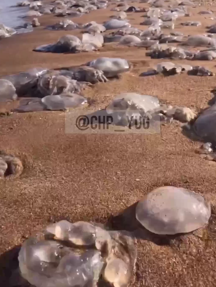 Сотни ядовитых медуз выбросило на кубанский пляж