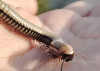 В Сочи была замечена гусеница-микроробот