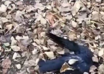 В Краснодаре снова обнаружили мертвых птиц