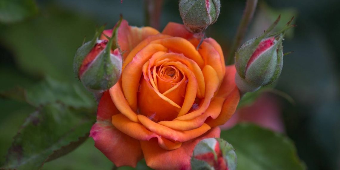 В Краснодарском крае в ноябре на улицах цветут розы