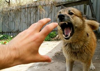 В Краснодаре на девушку напала стая агрессивных собак