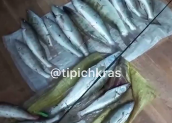 На Кубани 38-летний житель Приморско-Ахтарского района выловил 17 судаков на 110 тысяч рублей