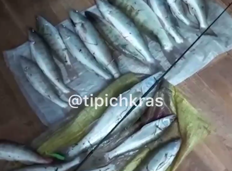 На Кубани 38-летний житель Приморско-Ахтарского района выловил 17 судаков на 110 тысяч рублей