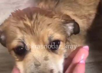 В Краснодаре живому щенку надели на голову пакет и выбросили на помойку