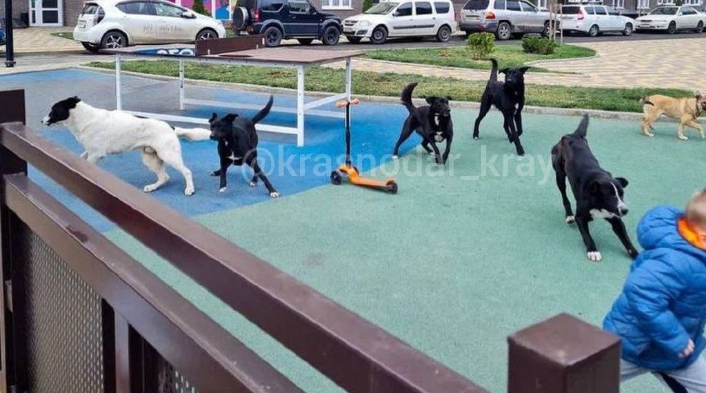 Стаи бездомных собак держат в страхе жителей Краснодарского края