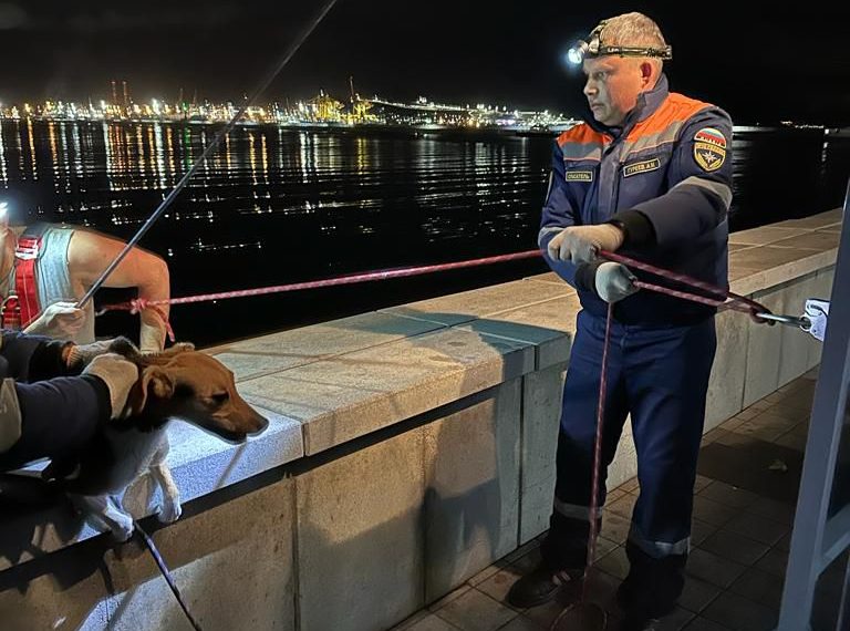 В Новороссийске спасли собаку, забравшуюся в ливневый коллектор