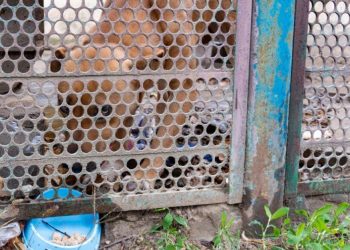 Жители Краснодара пытаются вызволить из плена измученную собаку