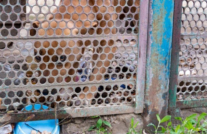 Жители Краснодара пытаются вызволить из плена измученную собаку