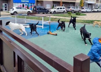 Стаи бездомных собак держат в страхе жителей Краснодарского края