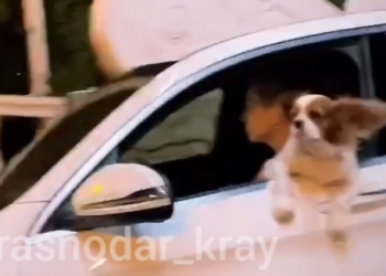 «Чтоб я так жил»: в Сочи собака из окна автомобиля наслаждалась потоками встречного ветра