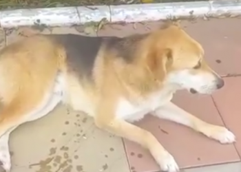 Бились в конвульсиях: в Анапе догхантеры три дня подряд травили собак