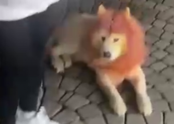 В Сочи на набережной появилась дама, предлагающая фотосессии с крашеной собакой