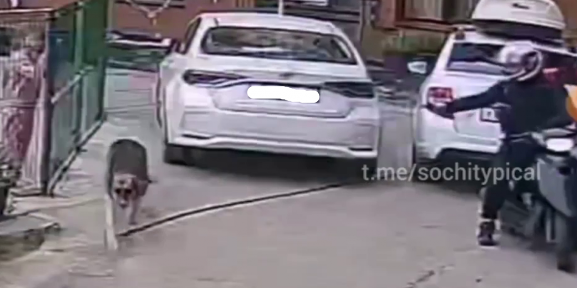 В Сочи рядом с детской площадкой курьер расстрелял собаку