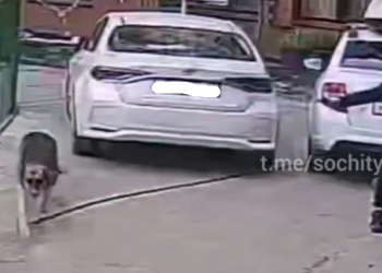 В Сочи рядом с детской площадкой курьер расстрелял собаку