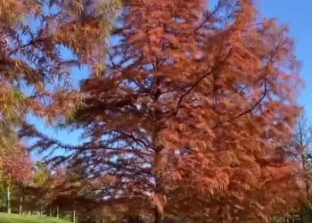 В краснодарском парке Галицкого заметили целую аллею кипарисов