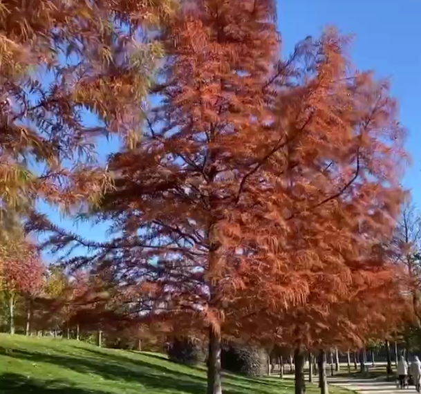 В краснодарском парке Галицкого заметили целую аллею кипарисов