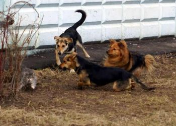 Анапа стала рассадником для бездомных собак