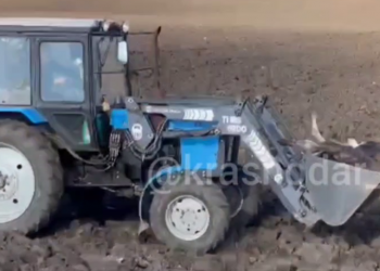 На Кубани под Кропоткиным сбитого огромного лося увезли в тракторном ковше