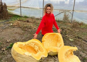 На Кубани семейная пара фермеров вырастила тыкву весом более 200 кг