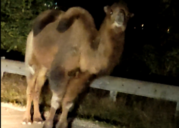 В Сочи на дороге были замечены два приветливых верблюда