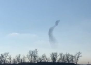 На Кубани сняли на видео вихрь из птиц