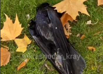 В Краснодаре зафиксировали массовый падеж птицы