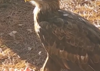 На Пионерском проспекте Анапы обнаружили «царя пернатых»