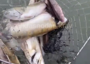 В Темрюковском районе дно лимана оказалось усеяно мертвой рыбой