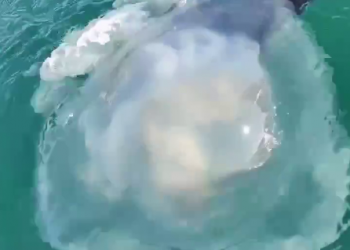 В Сочи зафиксировали нападение гигантской медузы на человека