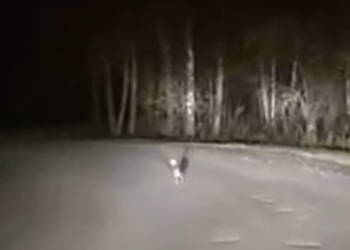 На Кубани сняли на видео зайца-экстремала, бегущего в свете автомобильных фар