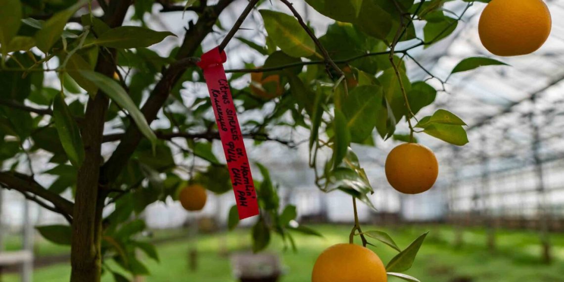 В Сочи снизился урожай мандаринов