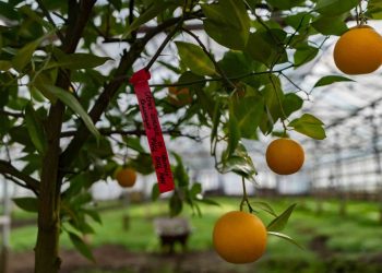 В Сочи снизился урожай мандаринов