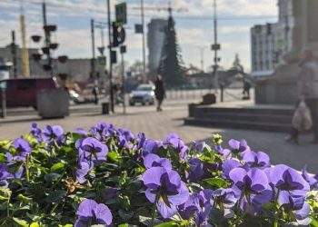 В Краснодаре расцвели анютины глазки