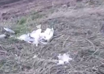 На Кубани нашли десятки мертвых чаек