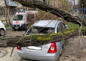 В Новороссийске дерево упало на газовую трубу и придавило автомобиль