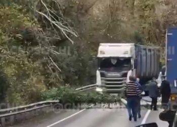 В Сочи упавшее дерево перекрыло трассу
