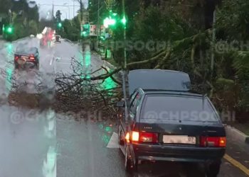 В Сочи упавшее дерево частично перекрыло Курортный проспект