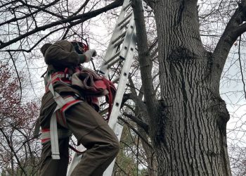 В Новороссийске в седьмой раз спасли одного и того же кота