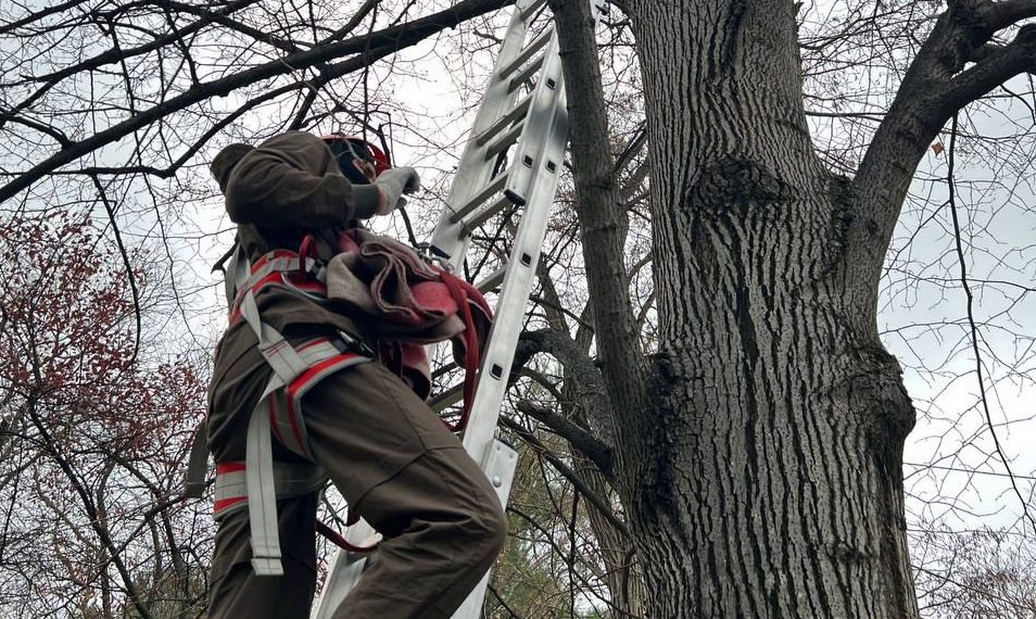 В Новороссийске в седьмой раз спасли одного и того же кота