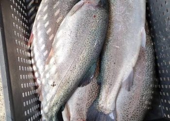 В Сочи рыбаки вновь вылавливают форель сетями в Черном море