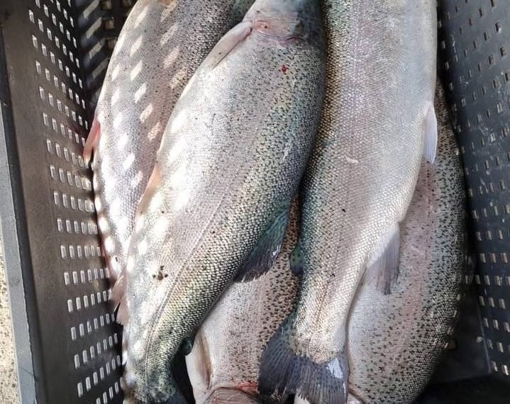 В Сочи рыбаки вновь вылавливают форель сетями в Черном море