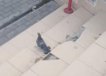 В Краснодаре залетевший в вентиляцию голубь три дня пугал персонал аптеки