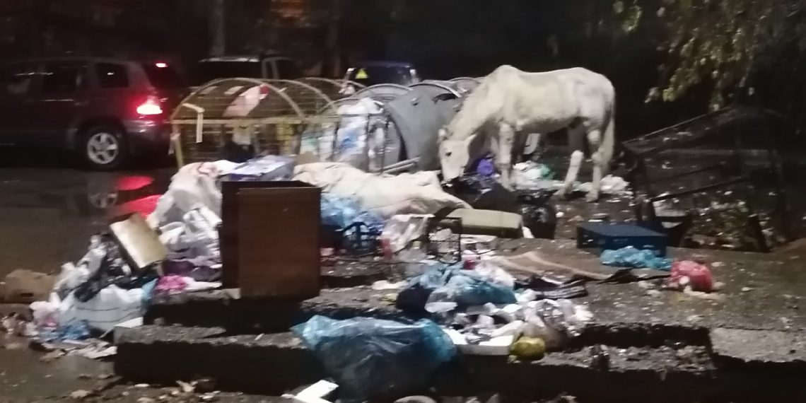 В Сочи кони ищут пропитание на помойках