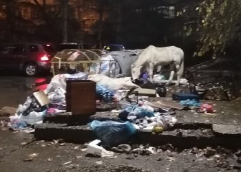 В Сочи кони ищут пропитание на помойках