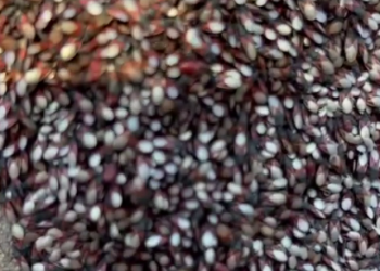 В Краснодаре липовые клопы пожирают деревья